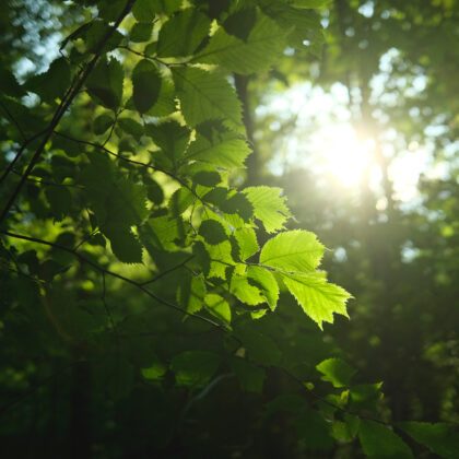 Sonne scheint durch Blätter im Wald.