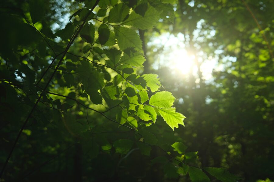Sonne scheint durch Blätter im Wald.